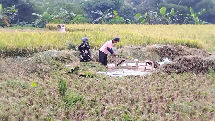 Definisi Sosiologi Pedesaan