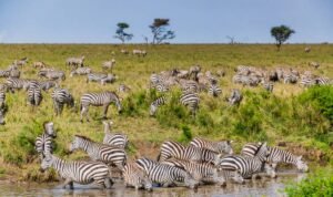 Definisi Populasi Definisi Populasi