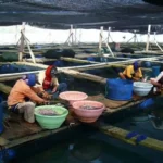 Definisi Budidaya Ikan Menurut Para Ahli dan Perkembangannya di Indonesia