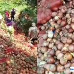 Bawang Bombai Ilegal