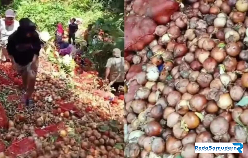 Bawang Bombai Ilegal