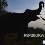 Konservasi Gajah PIKG Jambi