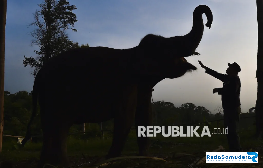 Konservasi Gajah PIKG Jambi