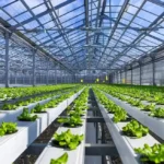 Definisi Hidroponik Menurut Para Ahli, Konsep Ilmiah Bertani Tanpa Tanah