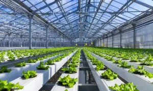 Definisi Hidroponik Menurut Para Ahli, Konsep Ilmiah Bertani Tanpa Tanah