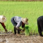 Metode Tanam Padi yang Banyak Dipakai Petani, dari Cara Tradisional hingga Modern
