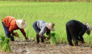 Metode Tanam Padi yang Banyak Dipakai Petani, dari Cara Tradisional hingga Modern