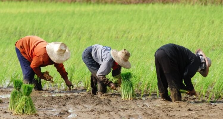 Metode Tanam Padi yang Banyak Dipakai Petani, dari Cara Tradisional hingga Modern