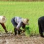 Metode Tanam Padi yang Banyak Dipakai Petani, dari Cara Tradisional hingga Modern
