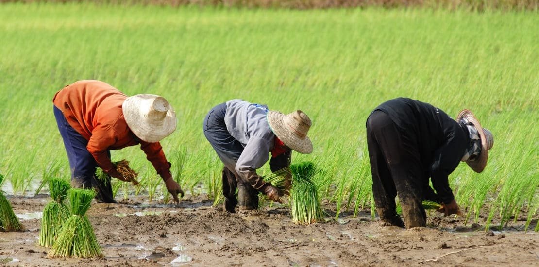 Metode Tanam Padi yang Banyak Dipakai Petani, dari Cara Tradisional hingga Modern